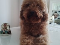 İki buçuk yaşında safkan red dişi poodle