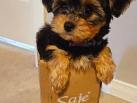 Morkie teddy yüz hattına sahip