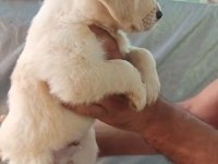 Harika golden retriever bebişler