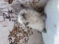 İRAN EGZOTİK KEDİMİZ