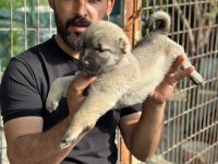 Kangal köpeğimiz panter
