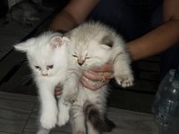 Scottish fold yavru kediler