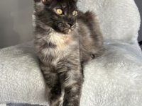 Maine coon dişi tortie pet şecereli