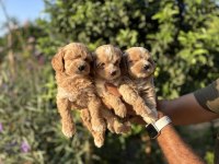 Maltipoo bebekler teacup