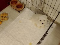 Maltese terrier 2 aylık dişi yavru