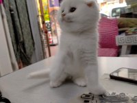 45 günlük scottish fold yavrumuz