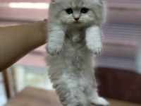 Scottish fold yeni yuvaları için hazırlar