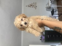 Çok uygun safkan maltipoo