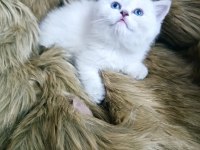 Anne baba şecereli harika bir yavru british shorthair