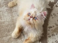 İran persian erkek sahiplendirme