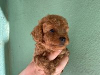 Irk ve sağlık garantili toy poodle yavrularım