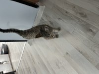 1 dişi ve 1 erkek tekir