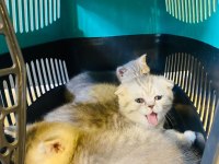 Scottish Fold Kırık Kulak