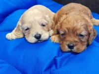 İNANILMAZ GÜZELLİKTE MALTİPOO YAVRULAR
