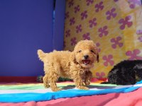Red Brown A Kalite Orjinal Toy Poodle Yavrular