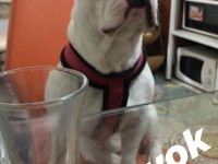 7 yaşında çipli erkek kısır değil french bulldog