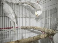 Cream face albino çift sultan