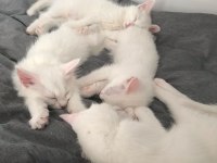 Safkan VAN kedisi yavrularım