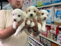 Orjinal Maltipoo Bebekler Aşılı Belgeli