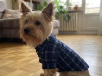 Çok uyguna full aşılı köpeğimiz