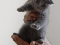 Yavrumuz çok oyuncu saf ırk scottish fold