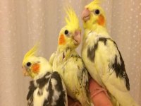 YEME DÜŞEN BEBEK FULL EVCİL %100 EV ÜRETİMİ SULTAN