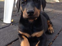 Eğitim Ve Bakım Destekli Doberman