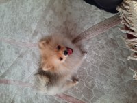 Pomeranian 4 aylık erkek