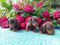 Chocolatte tan mini sosis dachshund yavrular