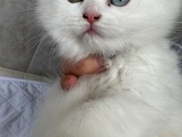 Rize içi teslim british longhair