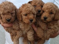 Kaliteli Poodle Yavrular