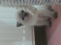 British shorthair yavru kediler