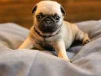 Satılık 2 aylık pug köpeğim