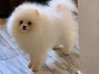 Pomeranian baby face köpeğimiz
