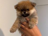 Pomeranıan Boo Ayı Surat