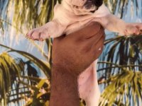 Fransız bulldog Yavrularım