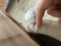 Ele gelen forpus papağanı
