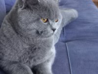 Yakışıklı british shorthair oğlum duman