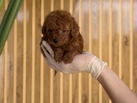 Toy Poodle Bebekler