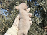 SAFKAN BEBEK FRENCH BULLDOGLAR