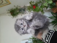 Scottish fold erkek kedimiz