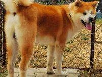 Japon Akita Çiftliğinden Şecere Belgeli Yavrular