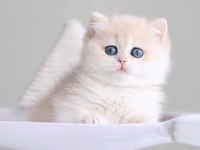 Özel rengi ile AY golden british shorthair