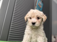 İpek gibi maltipoo