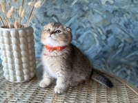 Scottish fold shorthair sıfır kulak erkek yavrular