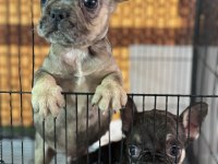 Çift DNA mükemmel anatomi french bulldog