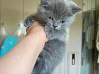 60 günlük british shorthair