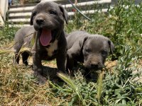 Cane Corso Yavrular Irk Sağlık Garantili