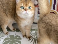 Safkan golden ny11 dişi british shorthair