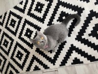 Safkan british shorthair dişi kedimize acil yuva arıyoruz